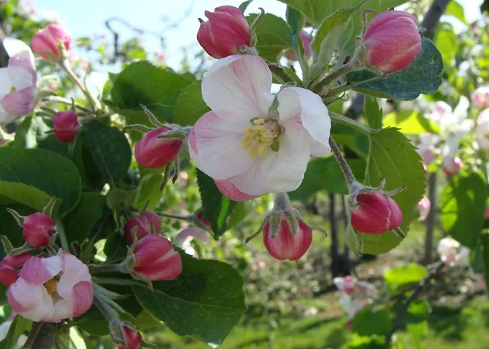 Aan het Singelhof - Mirabelle -- 4 sterren -- met sunshower en tuin